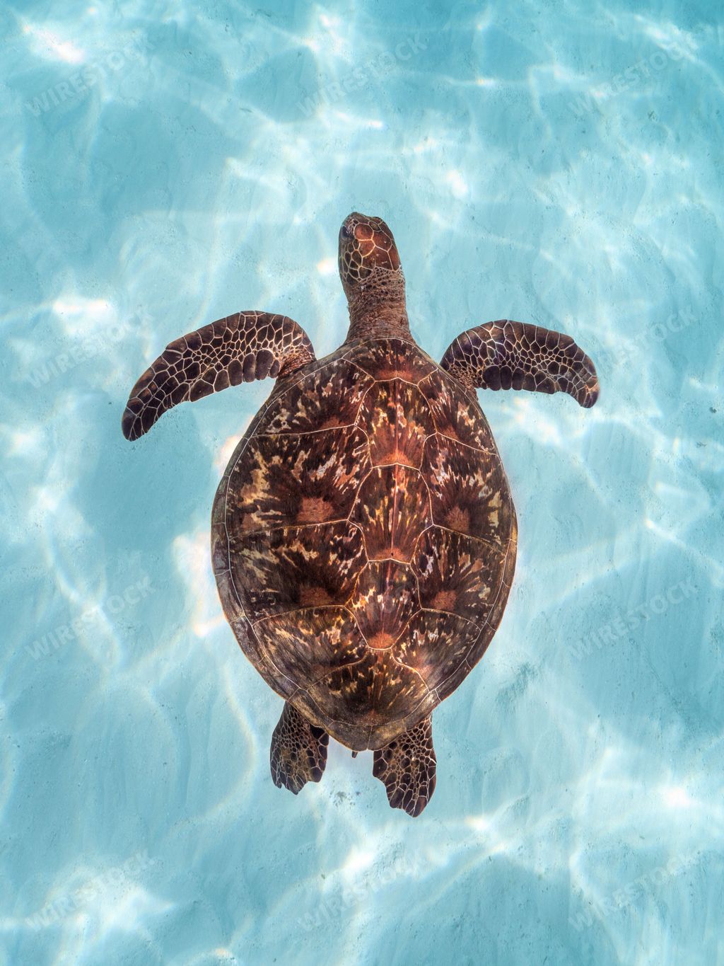 A vertical top view of a brown patterned sea turtle swimming underwater near the seabed