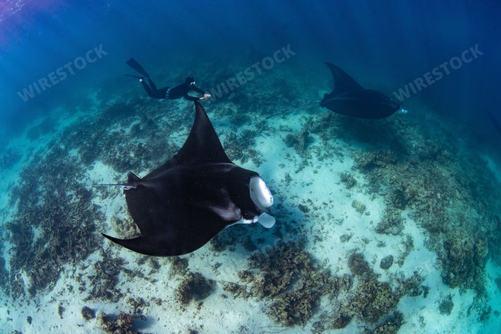 A female diver swimming with oceanic manta ray (Mobula birostris)