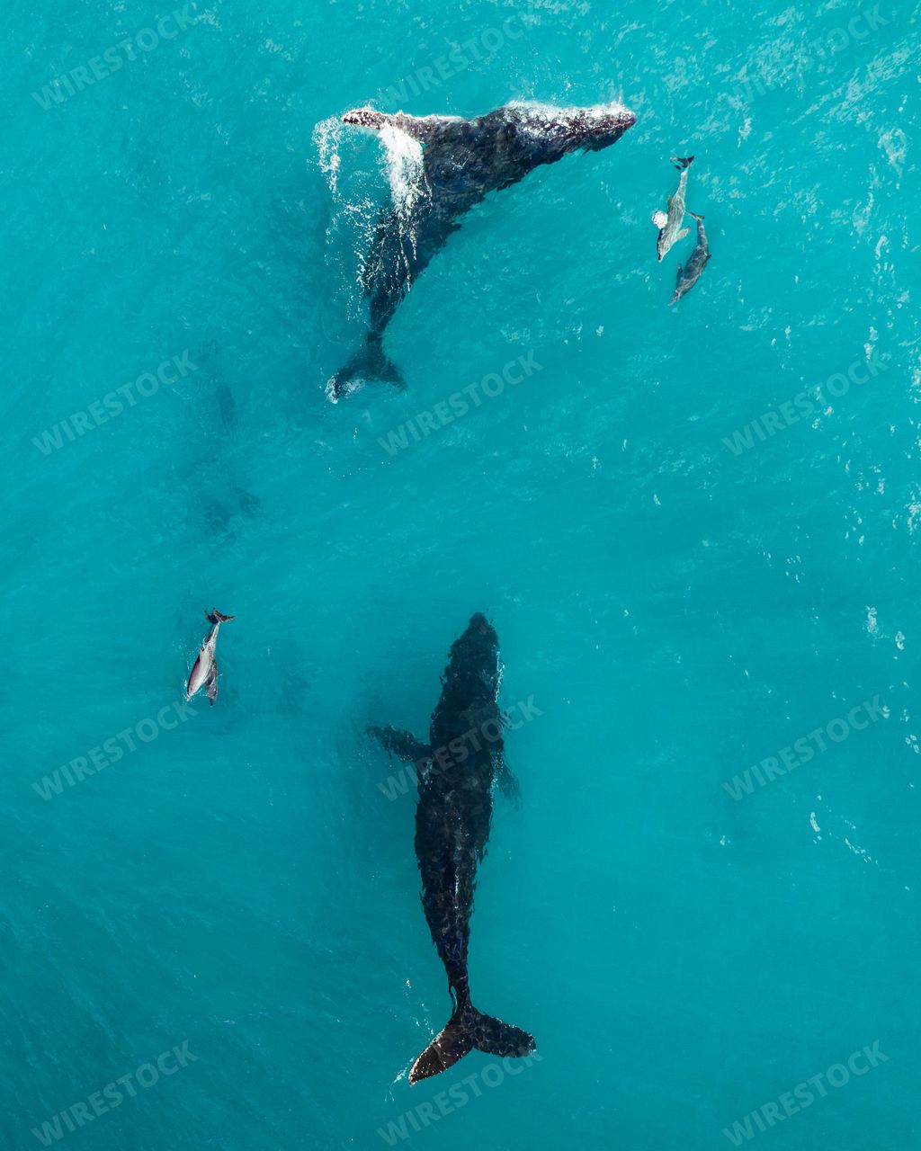 A pod of humpback whales swimming in the crystal blue waters of the ocean, one lone whale in the foreground