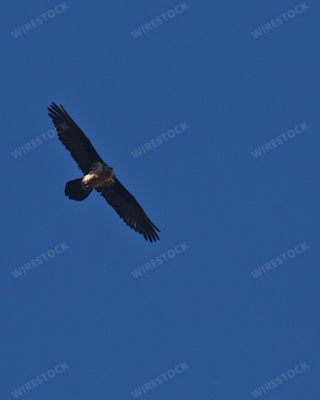 A tranquil view of a kite flying high in the clear blue sky with wings wide open