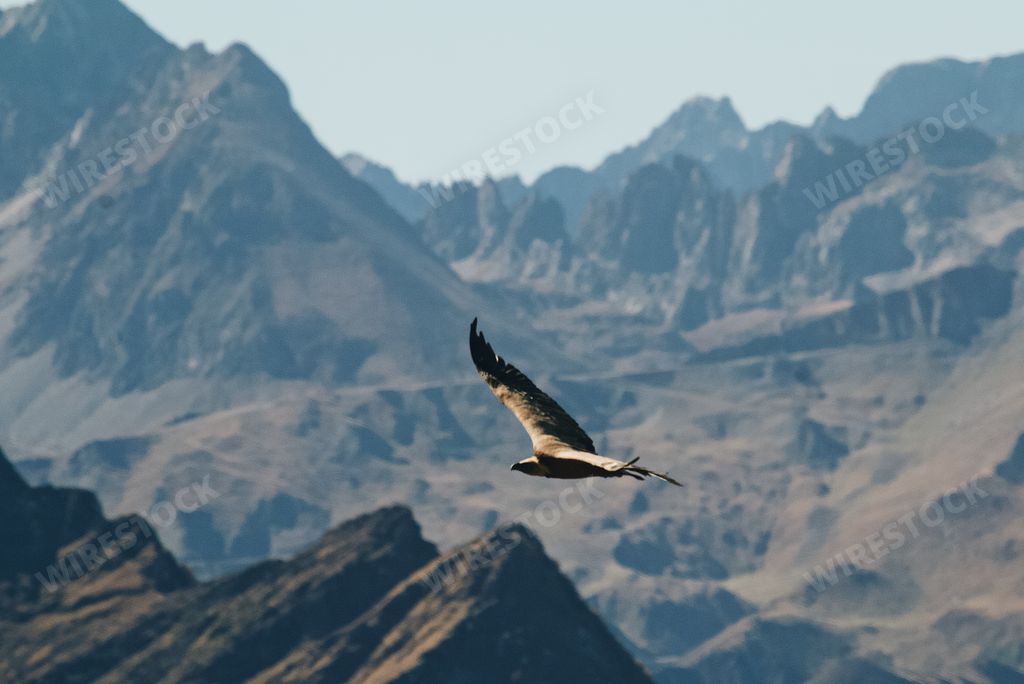 A majestic hawk flying high above the rocky mountains at dawn