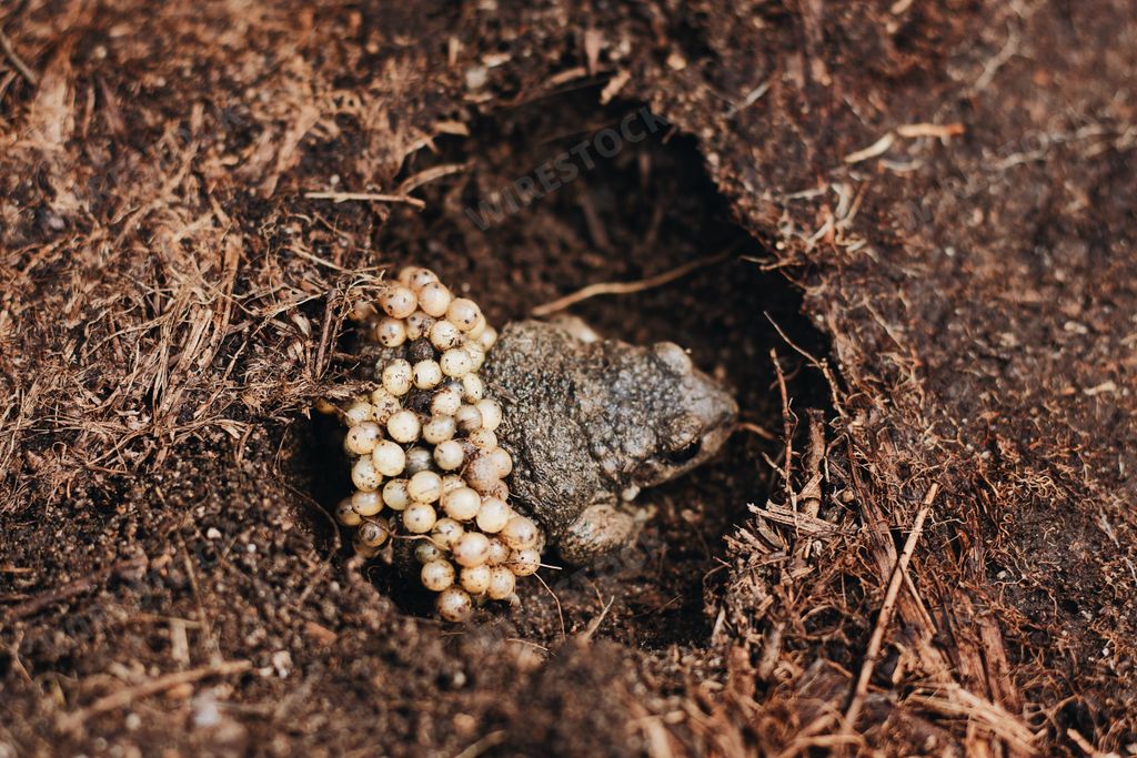 A high angle shot of a brown frog laying eggs in a hole in the muddy ground