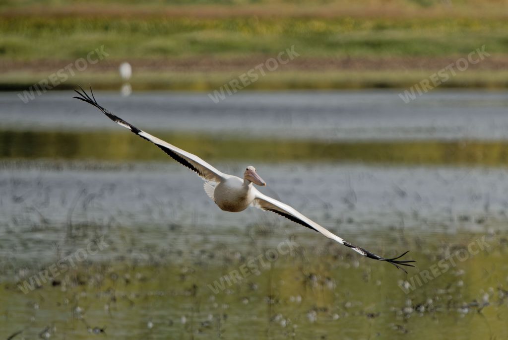 A white pelican flying over the lake during the daytime