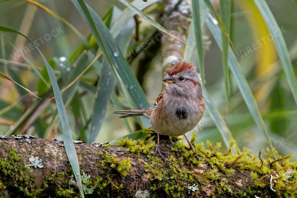 A beautiful American tree sparrow (Spizelloides arborea) on a tree trunk on a natural background