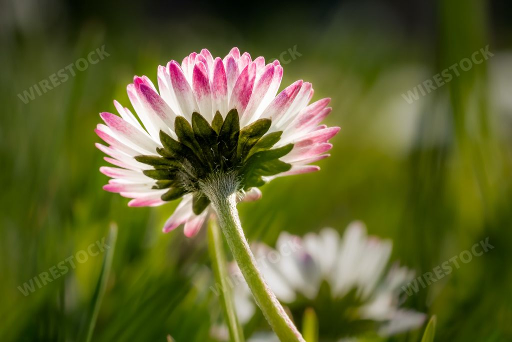 A closeup shot of a pink-edged daisy flower in a field