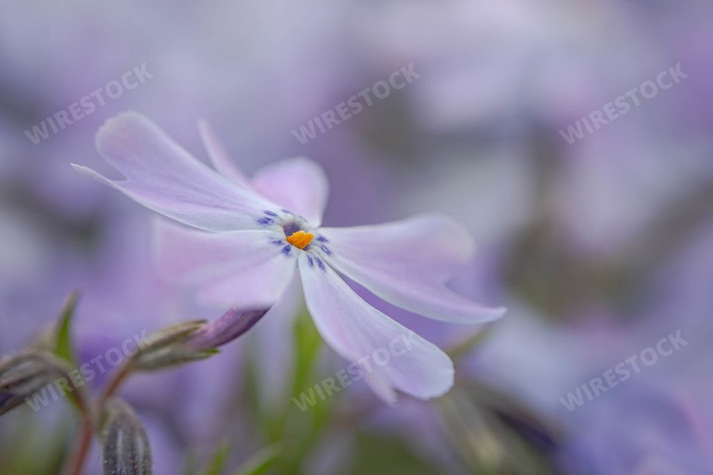A selective focus shot of an exotic purple flower on a field