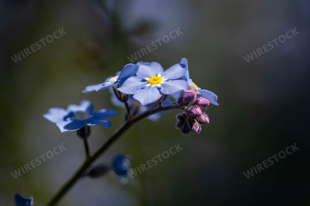 A closeup shot of beautiful blooming forget-me-not flowers