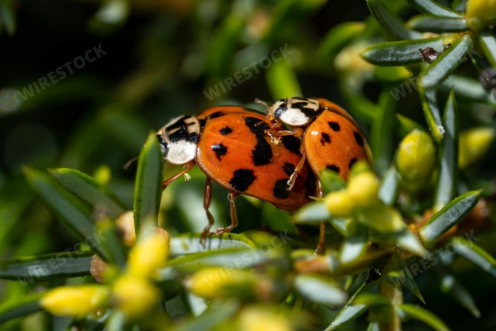 A close up shot of two ladybugs in sexual intercourse on evergreen shrub