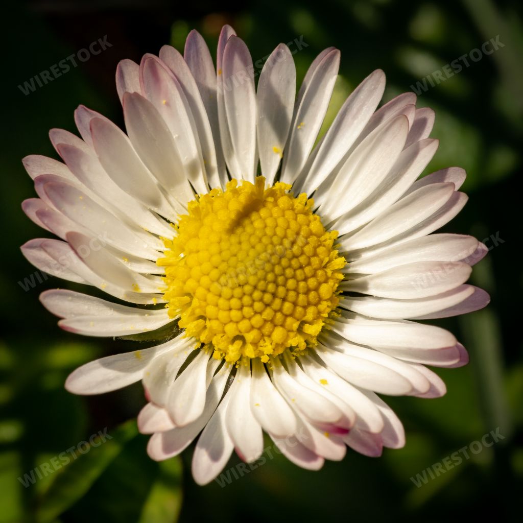 A closeup shot of a daisy with pink-edged peta