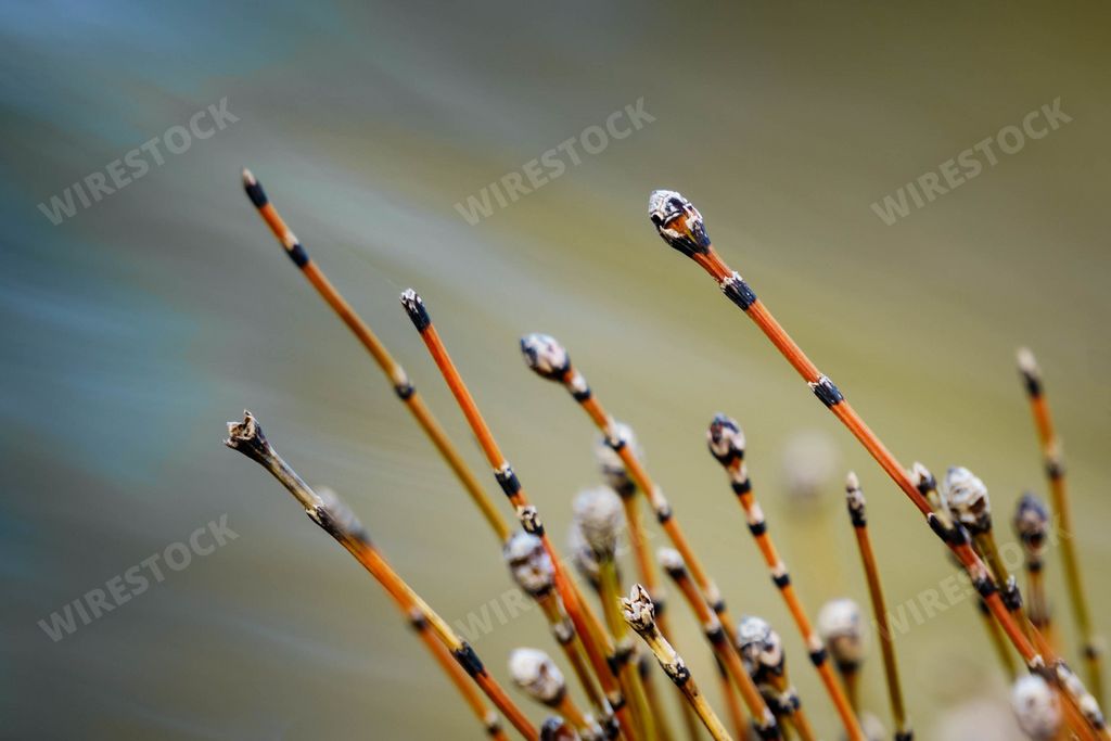A closeup shot of willow tree branches with buds on a green background