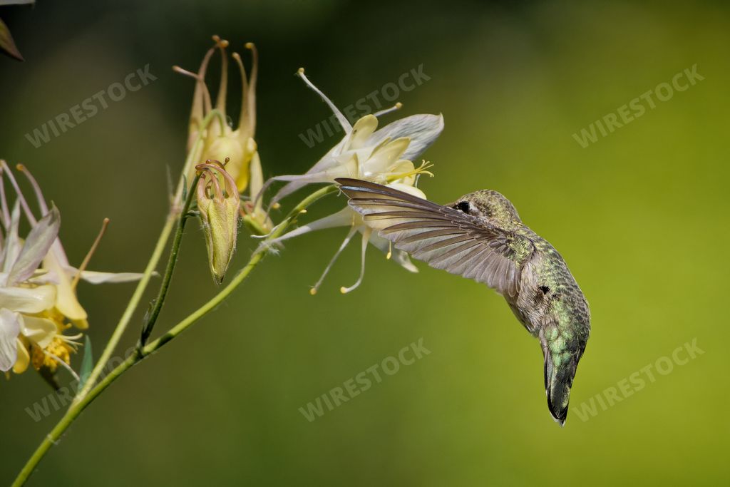 A female Costa's hummingbird flying over a flower and pollinating.