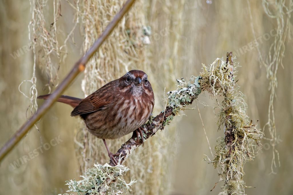 A close-up of a song sparrow (Melospiza melodia) resting on a tree branch looking into the camera