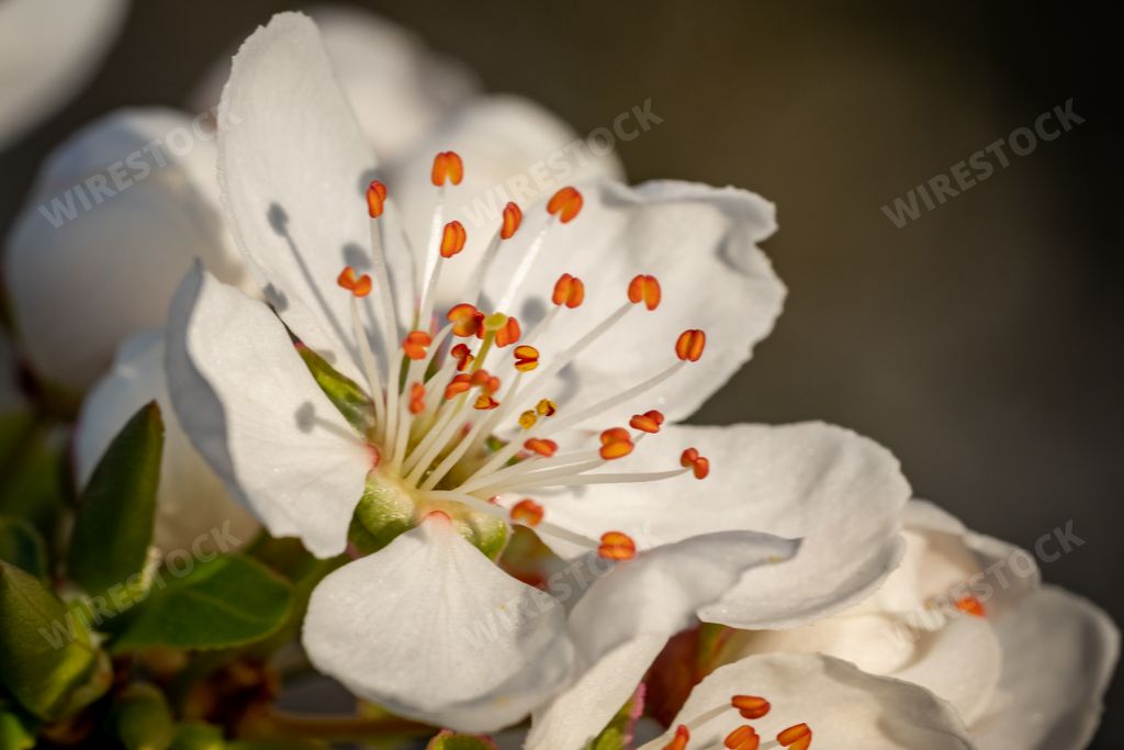A closeup shot of a beautiful cherry blossom flower