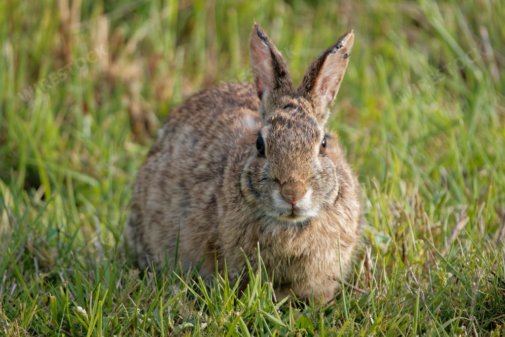 A shallow focus shot of an adorable brown hare bunny rabbit sitting in the grass in a