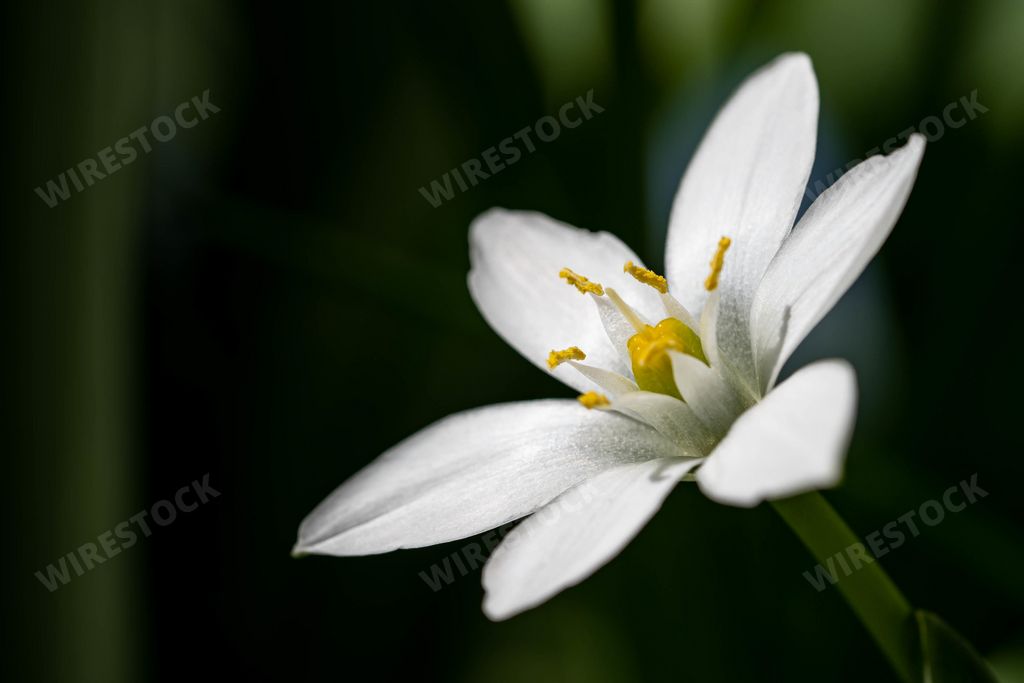 A close up shot of a white Star of Bethlehem flower on a blurry background