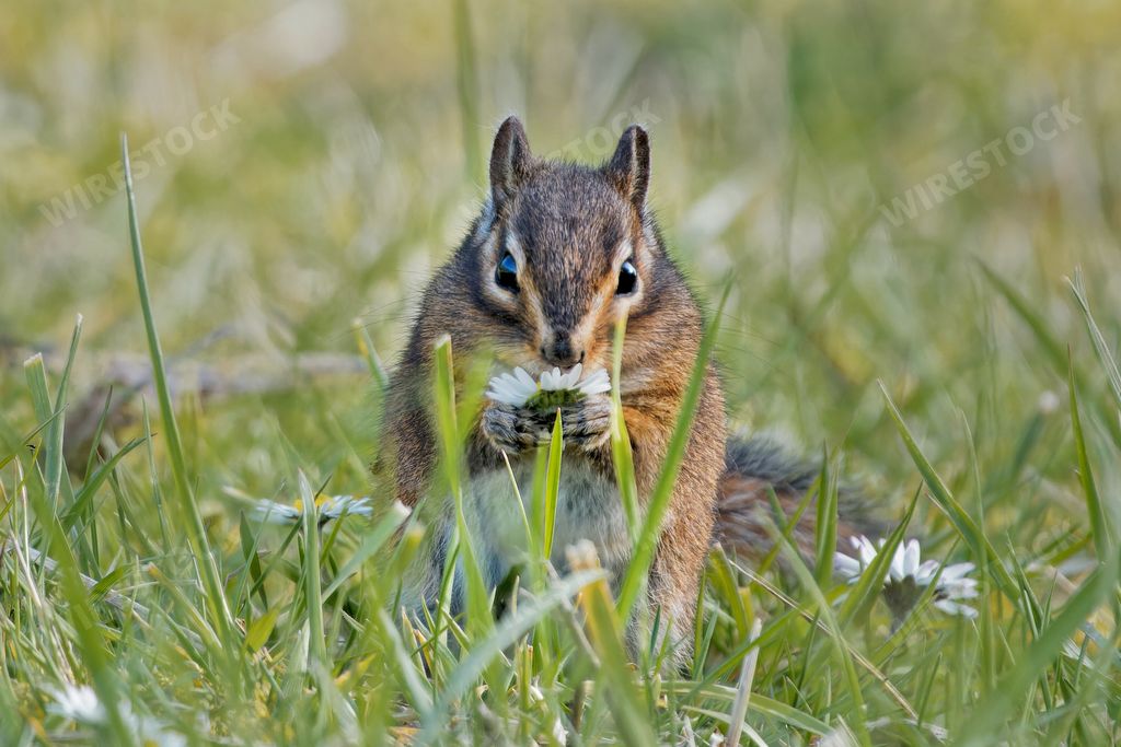 A closeup shot of a cute chipmunk