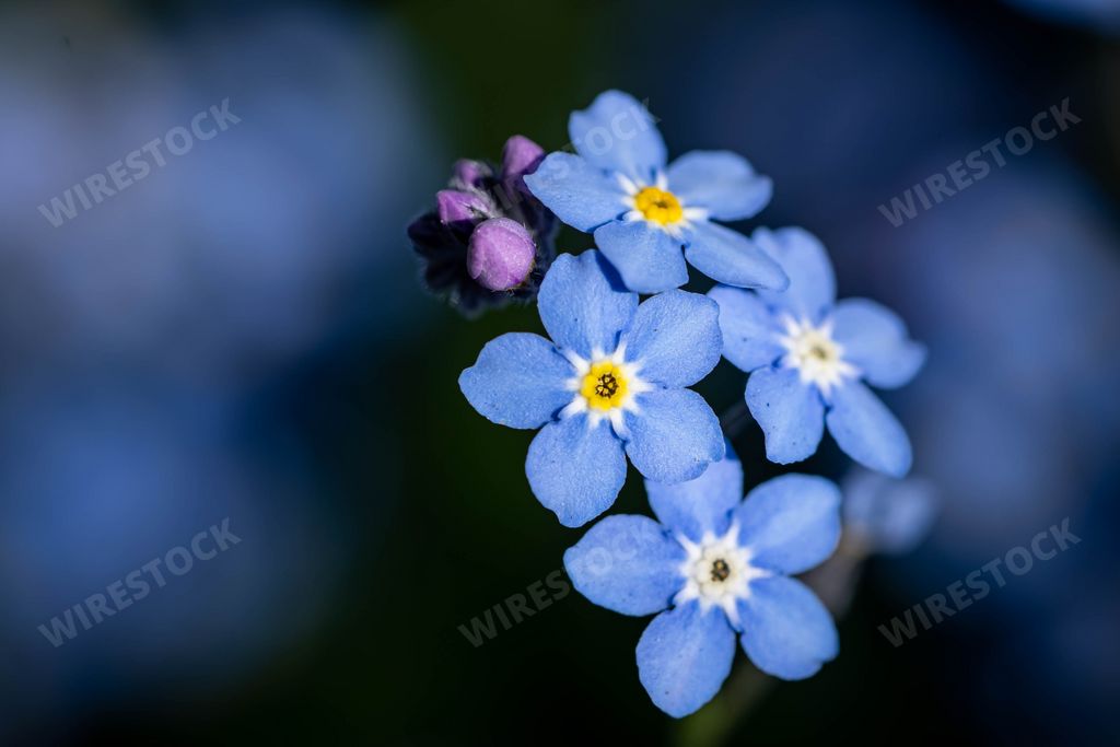 A closeup of Wood Forget-me-not flowers in a field under the sunlight with a blurry back