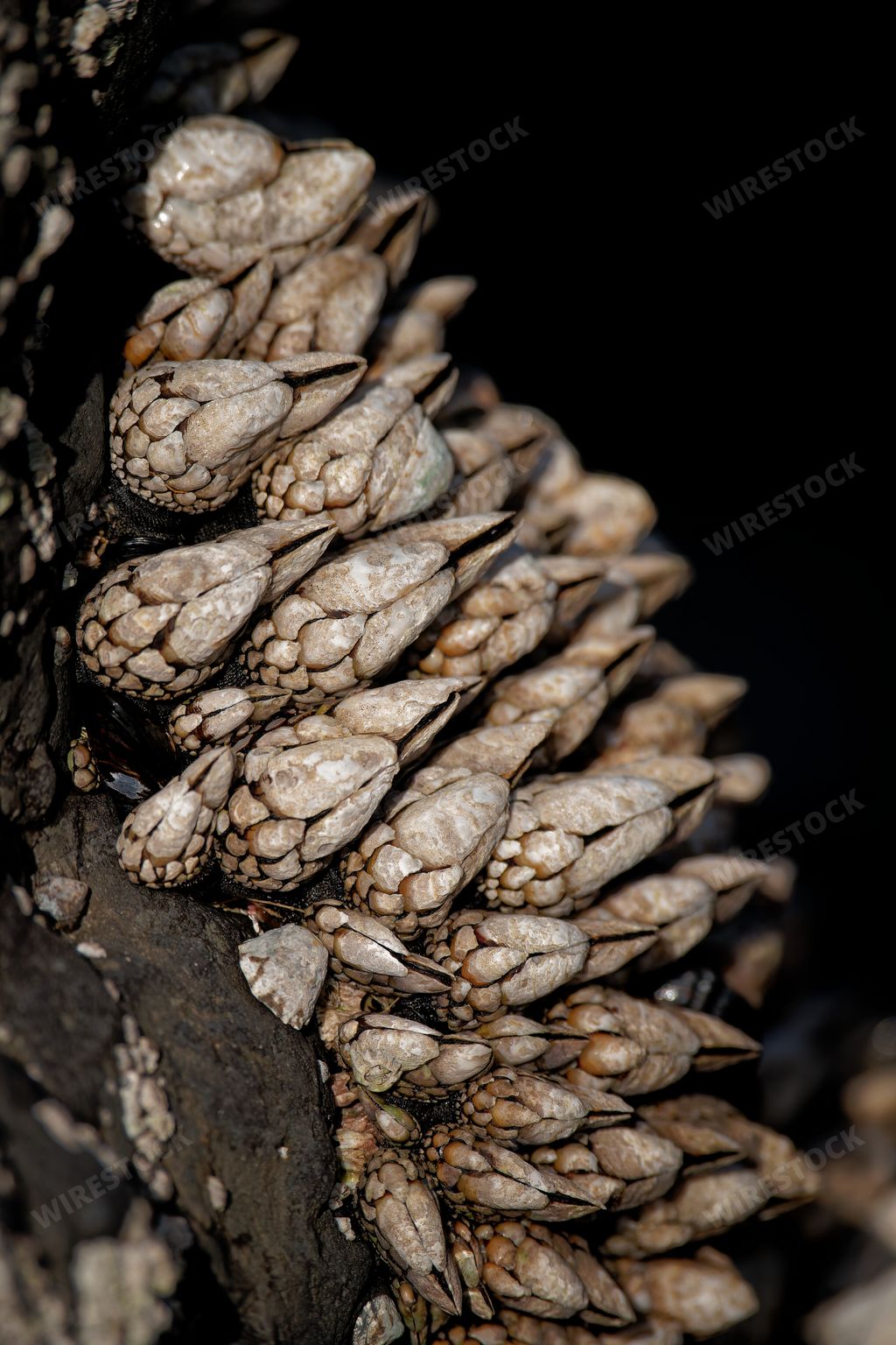 A closeup shot of Gooseneck barnacles
