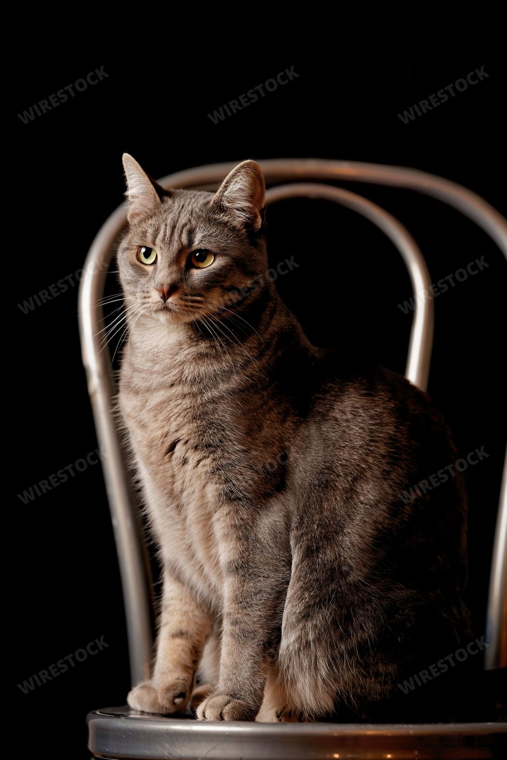 A vertical shot of an adorable gray tabby cat standing on a metal chair on a black background