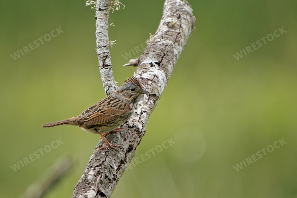 A closeup shot of a small dunnock bird sitting on a branch
