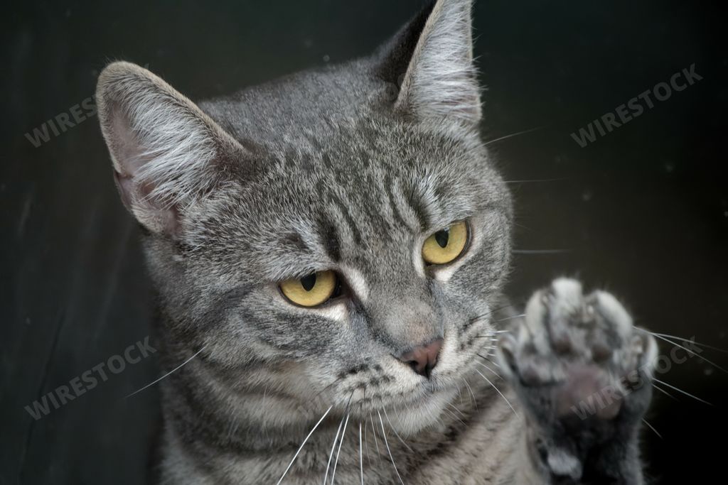 A high angle shot of a yellow-eyed gray tabby cat raising its paw
