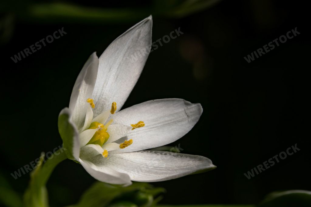 A close up shot of a white Star of Bethlehem flower on a blurry background