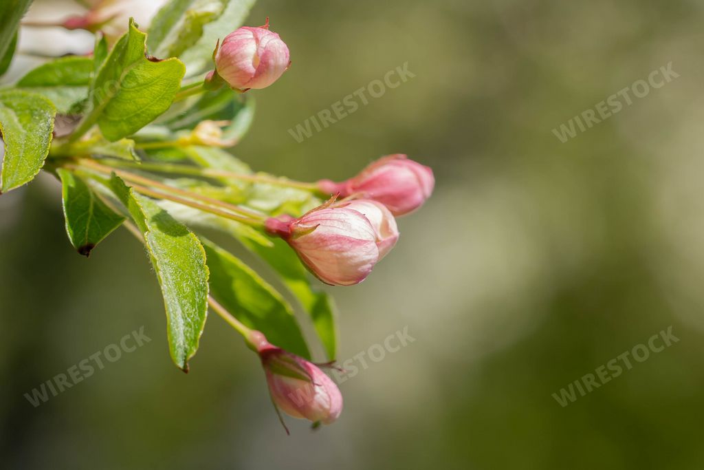 A selective focus shot of unbloomed pink flowers on a tree