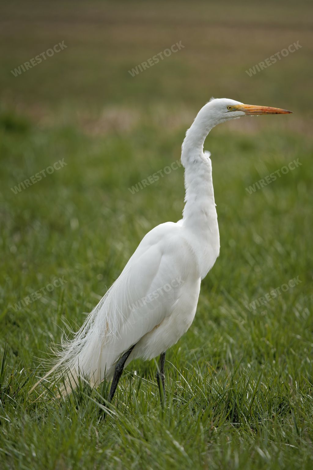 A vertical shot of a Great egret walking in a grass