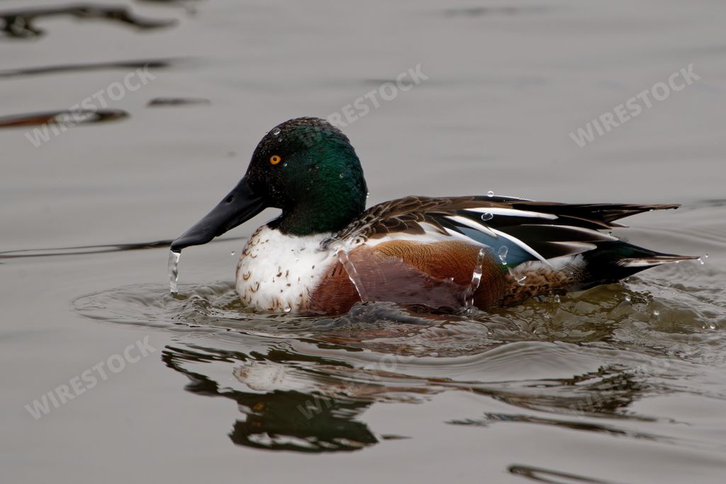 A mallard duck swimming in the lake during the daytime