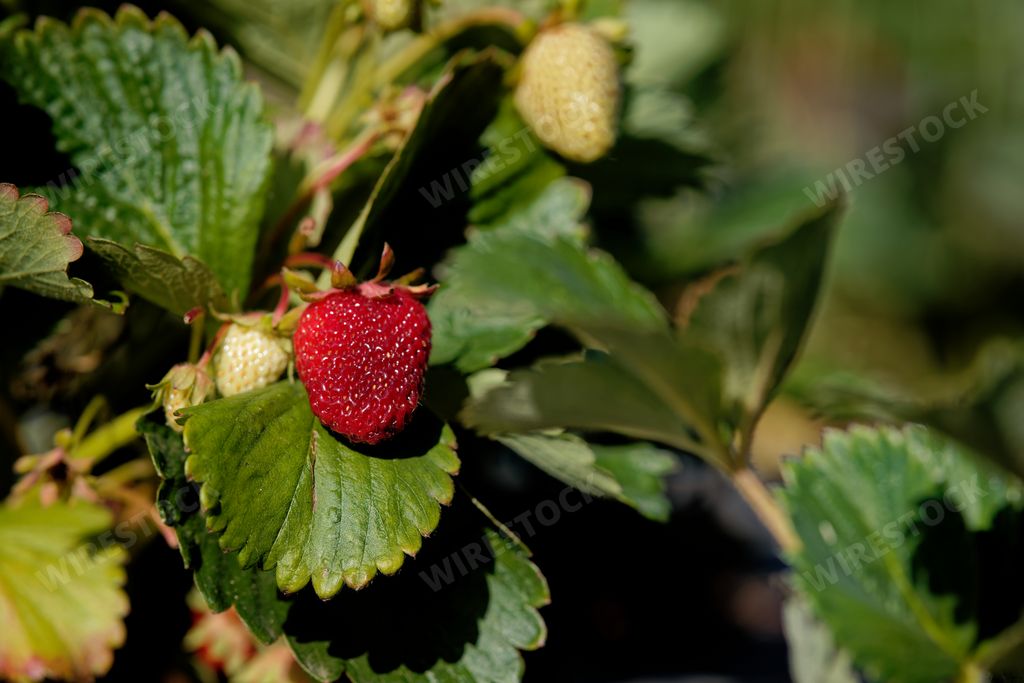 A selective focus shot of ripe and unripe strawberries on a bush