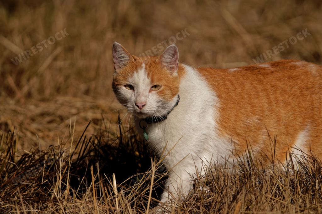 A closeup shot of a ginger tabby cat with white spots in the freshly harvested field