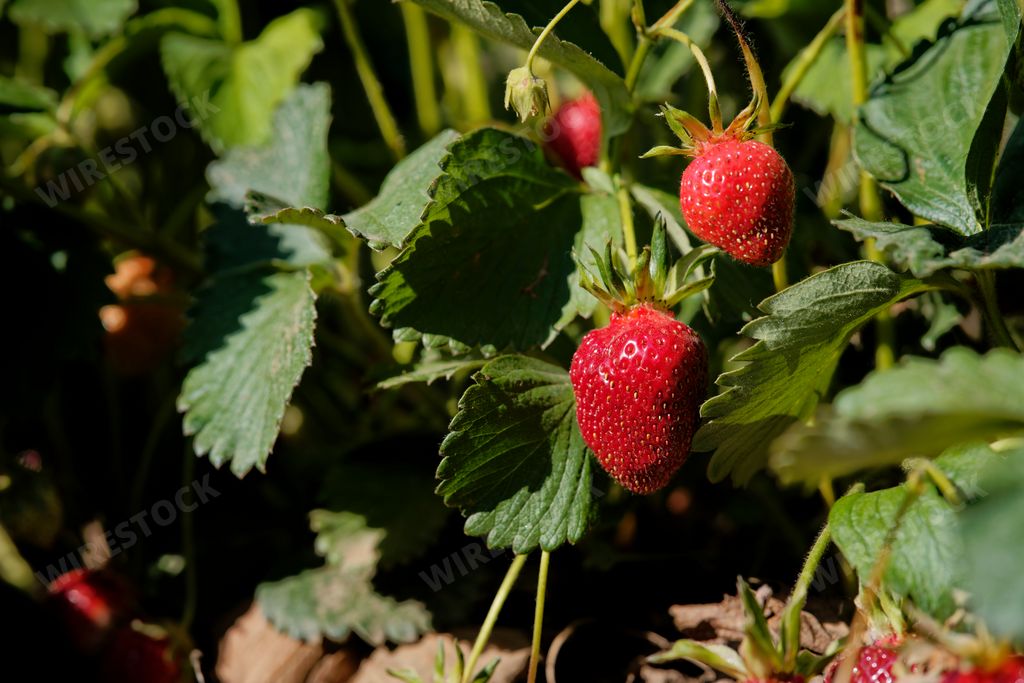 A selective focus shot of ripe strawberries on a bush