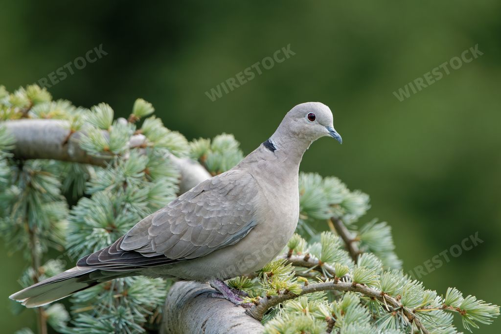 A vertical closeup shot of a beautiful grey Dove bird on a tree branch with a blurry background
