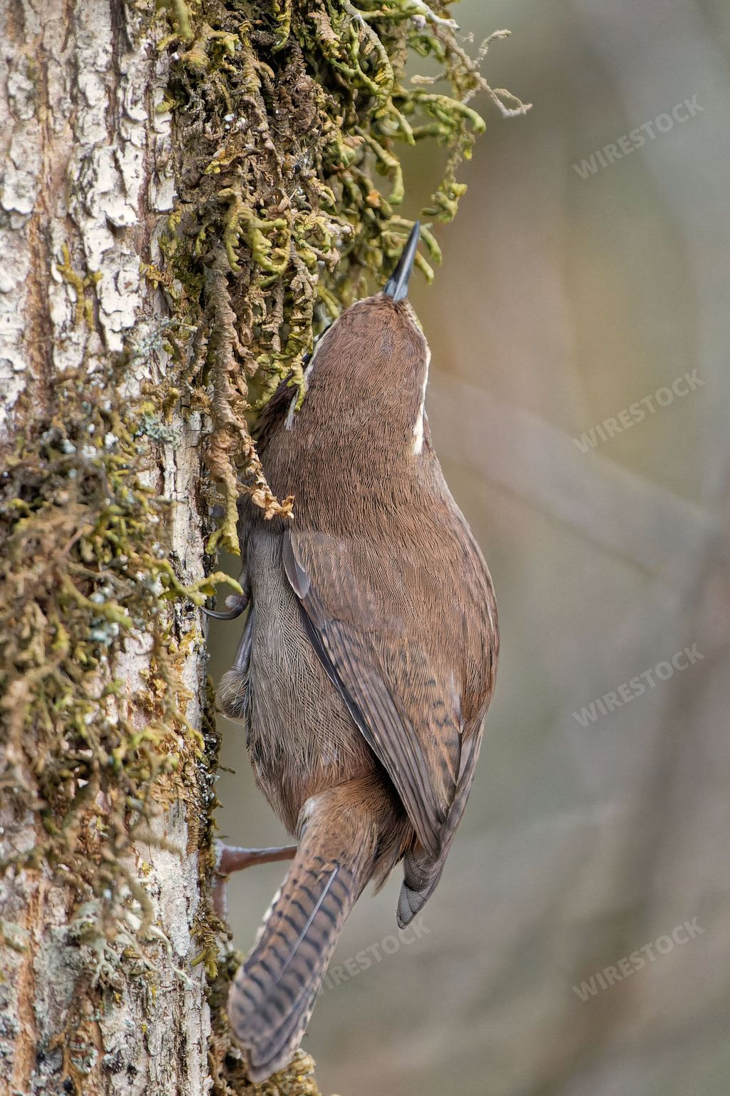 A vertical closeup of a wren bird perching on the mossy tree trunk