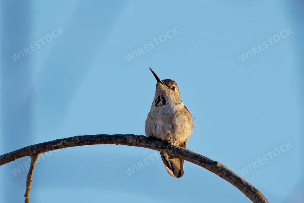 A closeup shot of a buffy hummingbird (Leucippus fallax) sitting on a branch