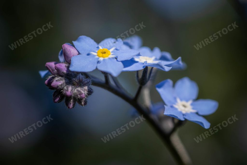A beautiful shot of blue Scorpion grasses on a blurry background