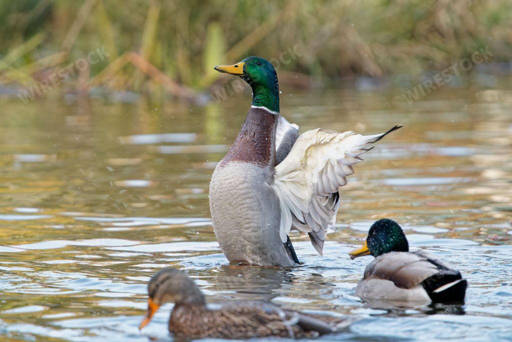 A group of mallard ducks swimming in the lake