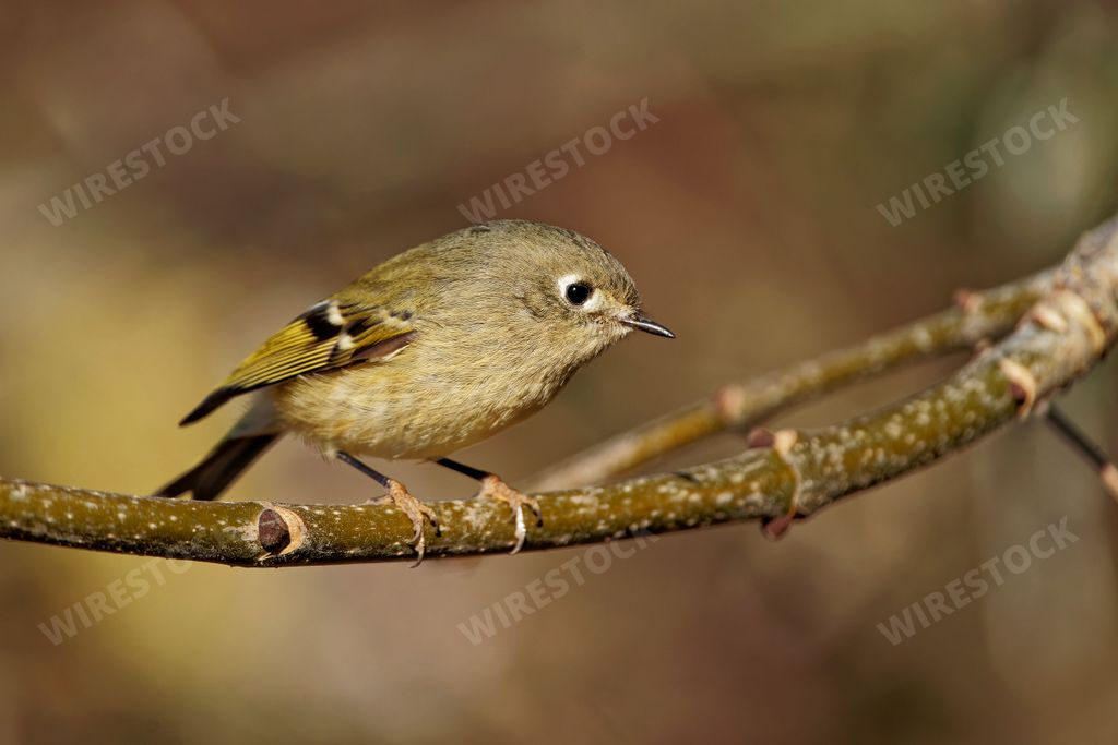 A closeup shot of a beautiful juvenile Goldcrest bird on a small tree branch