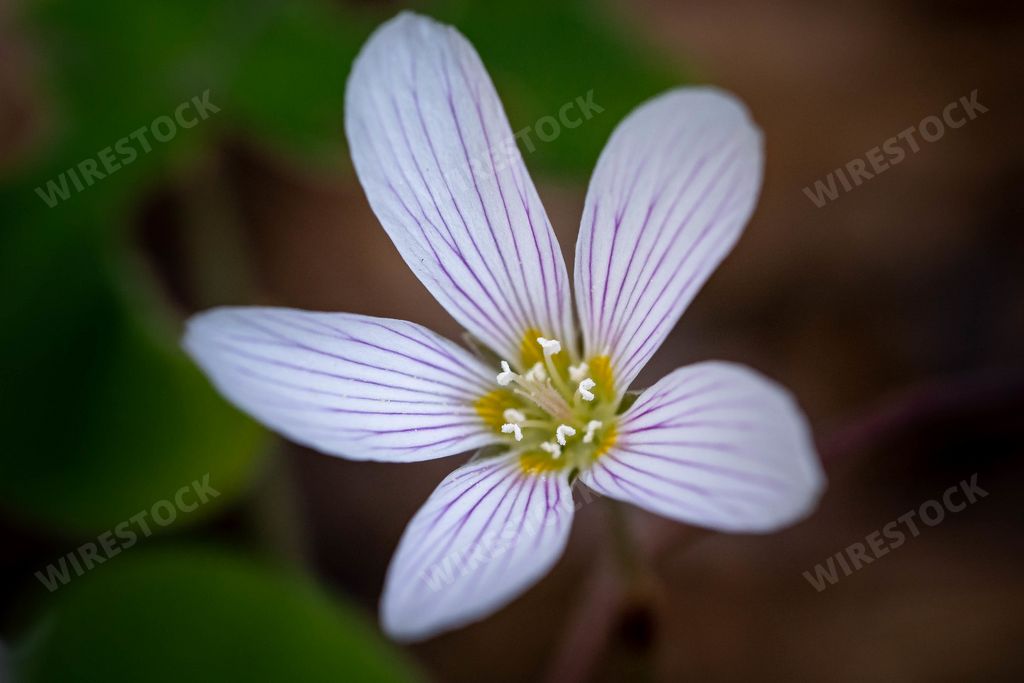A closeup of a wood-sorrel in a field under the sunlight with a blurry bac
