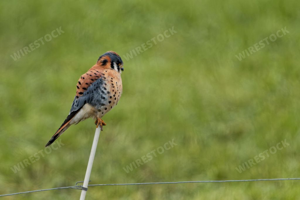 An American kestrel (Falco sparverius) on a white stick and blurred green background