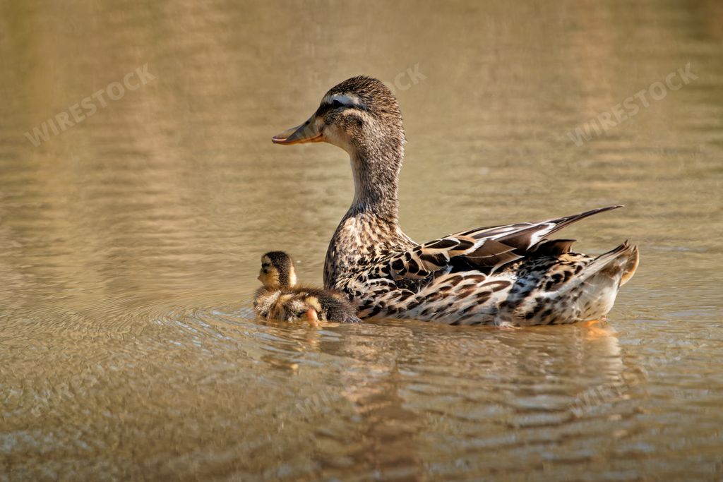 A shallow focus closeup shot of a duck with its baby coot swimming away in light brown shallow waters