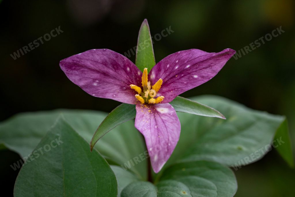 A selective focus shot of an exotic purple flower surrounded by leaves