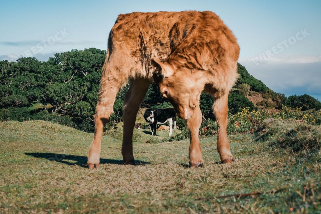 Two beautiful brown and black calfs cows on a highland cattle farm