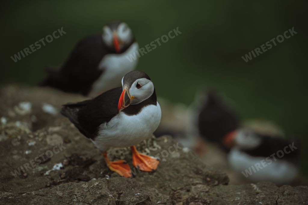A flock of puffins sitting on the slope of green cliff by the sea, on blurry background.Faroe Islands
