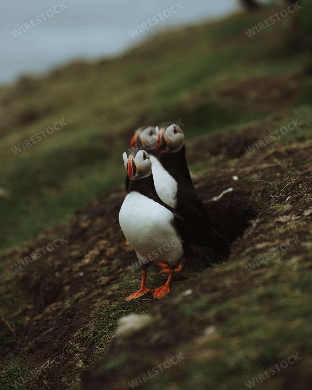 A vertical shot of flock of puffins sitting on the slope of green cliff by the sea, on blurry background.Faroe Islands