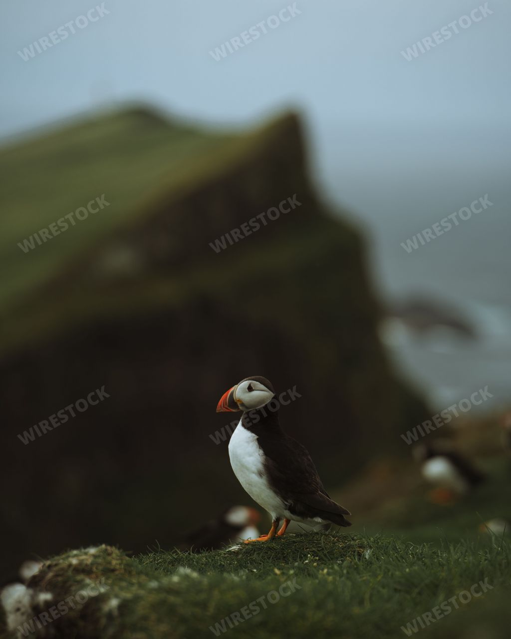 An Atlantic puffin sitting on the slope of green cliff by the sea, on a blurry background.Faroe Islands