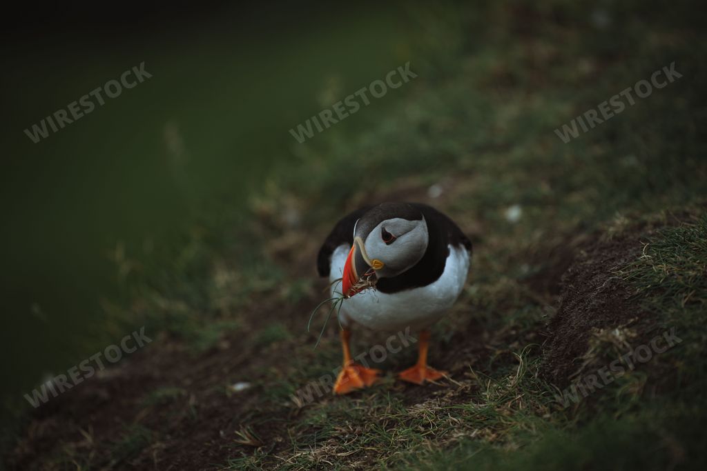 A closeup of a Puffin bird with grass in its beak on green rock on blurry background. Faroe Islands