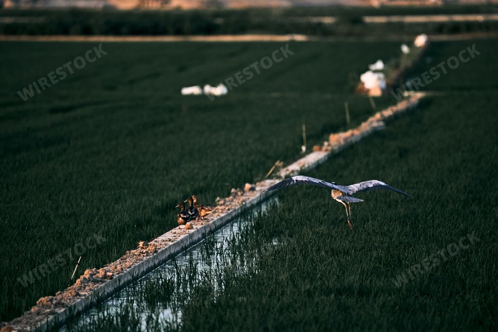 A white heron bird flying over the field