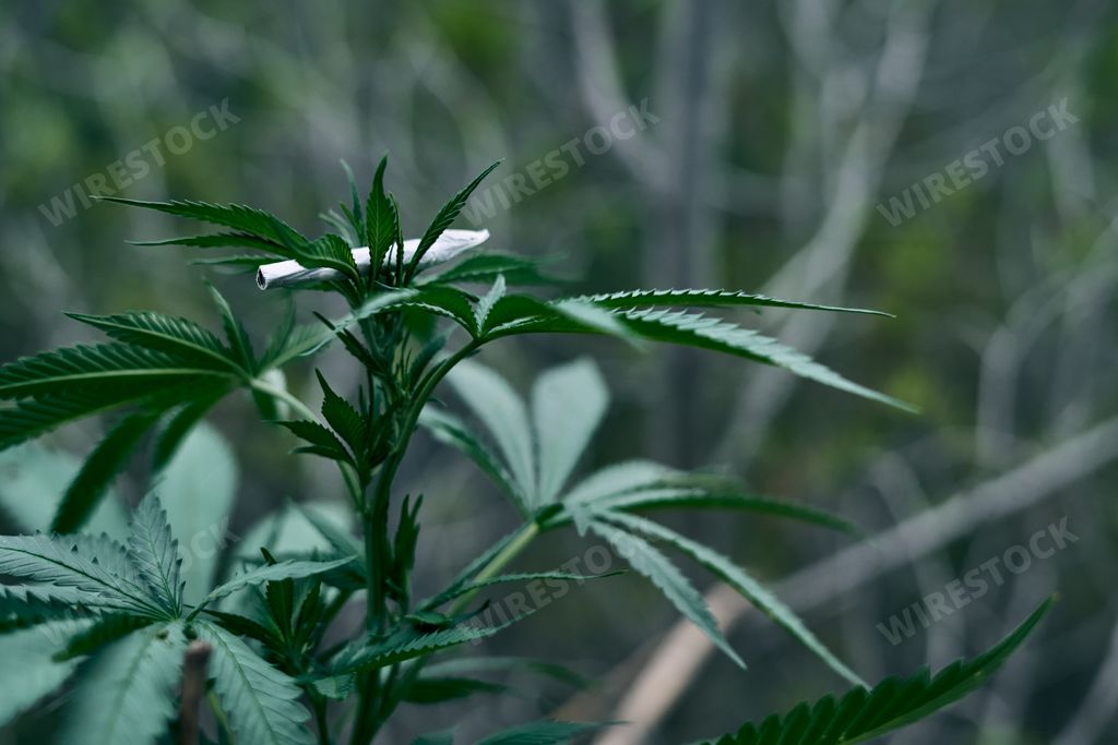 A rolled marijuana joint on the cannabis plant