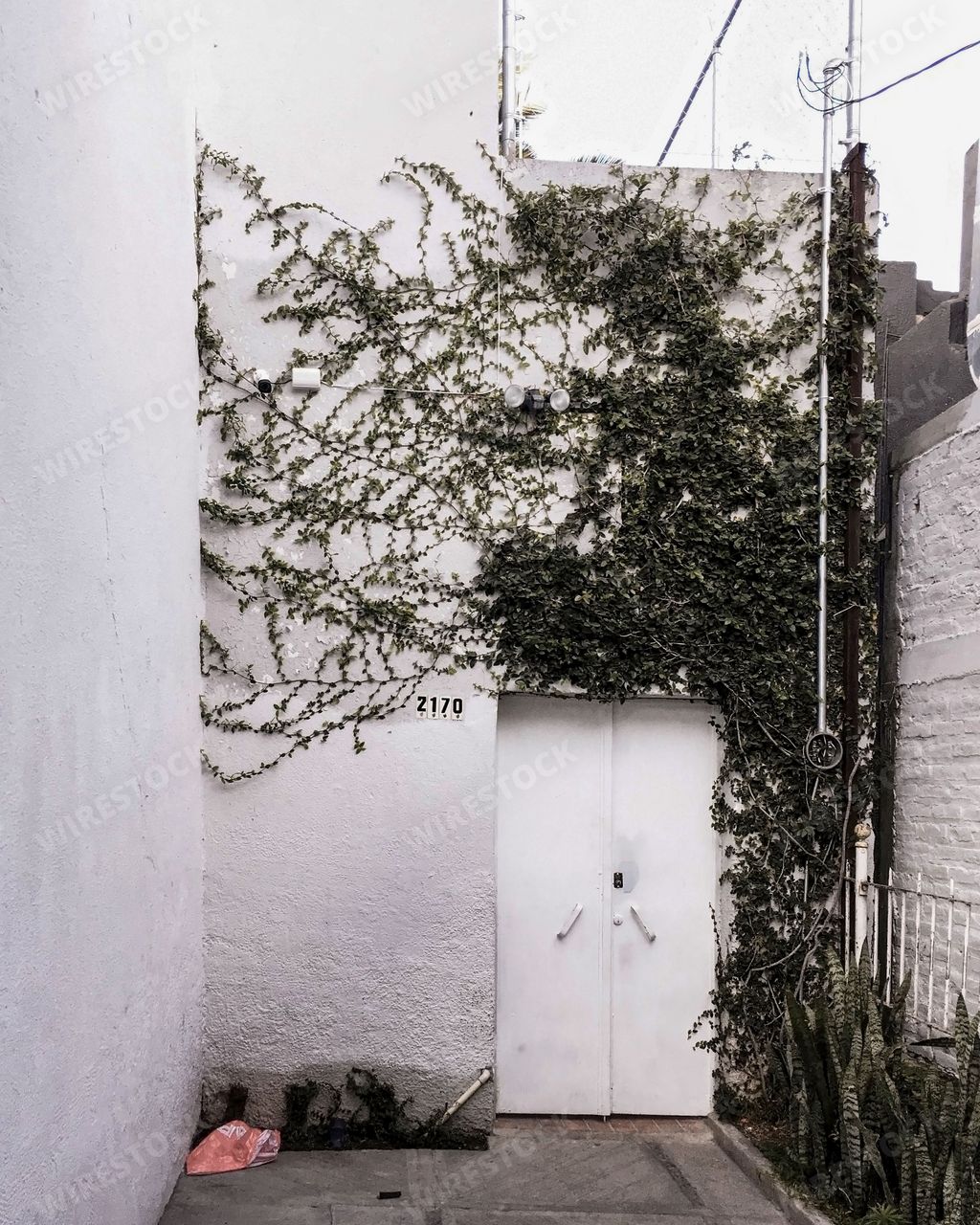 The facade of a house with climbing ivy plants growing on the wall -  Green living in urban environment